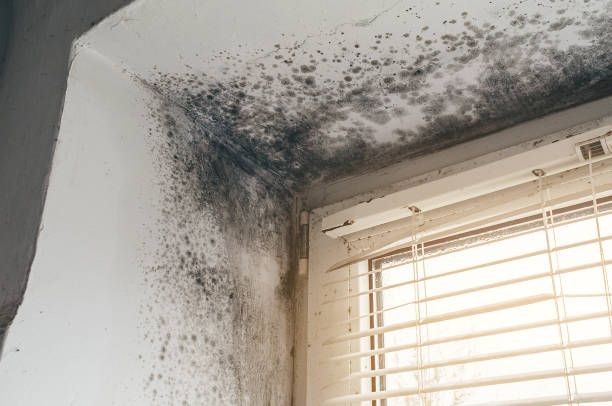 Trusted Bathroom Mold Removal service in Bryn Mawr, PA - Cheap Mold Removal
