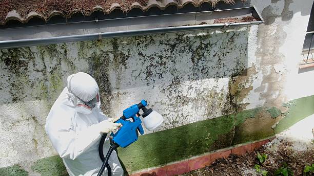 Trusted Crawl Space Mold Removal service in Bryn Mawr, PA - Cheap Mold Removal